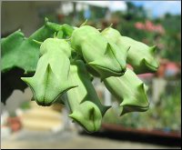 Cylindrilluma solenophora